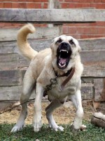/album/fotogaleria/zuriaci-kangal-jpg/
